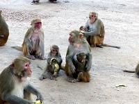 8 - Mandalay - Sagaing - Monywa (60)